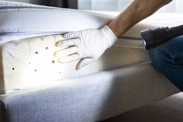Best Emergency Pest Control  in San Antonio, FL