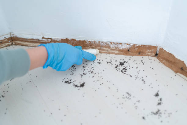 Reliable San Antonio, FL Pest Control Solutions